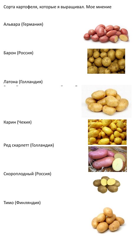 Сорта картофеля Игоря Лядова