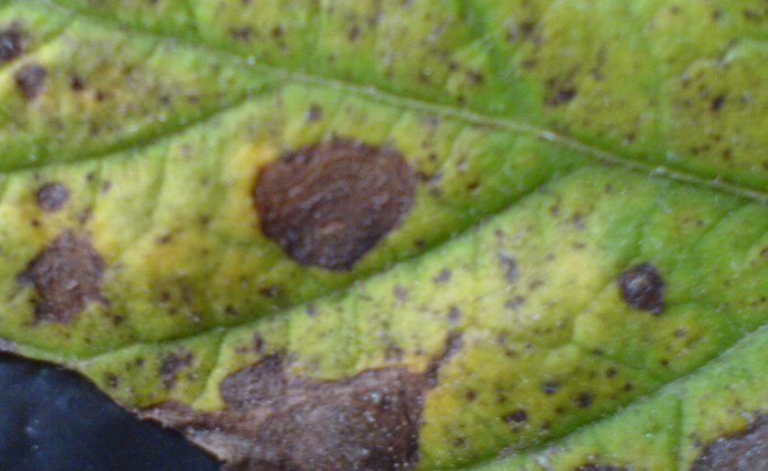 Первые признаки фитофторы