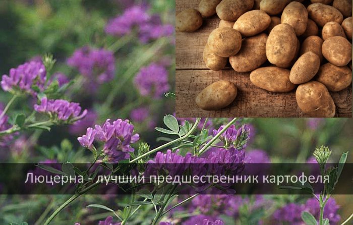 Люцерна - сидерат для картофеля