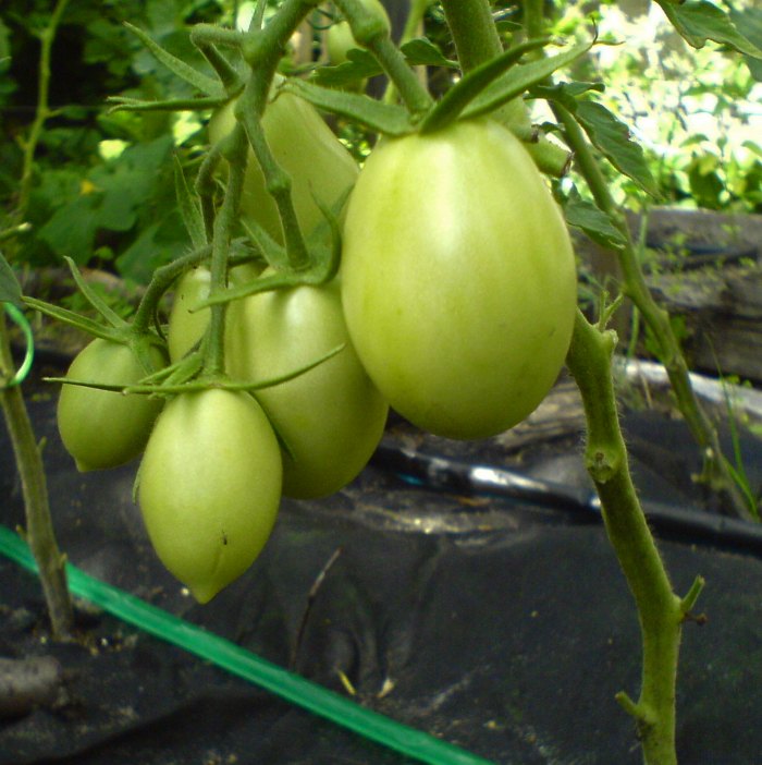 томаты де Барао - развитие в июле