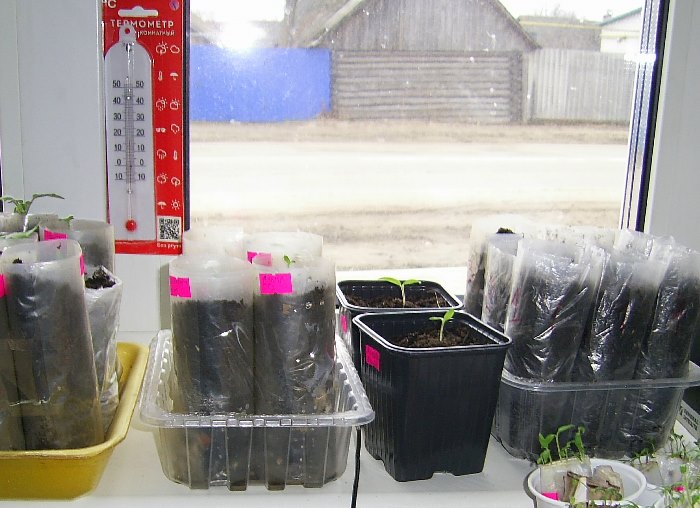 Рассада томатов в пеленках