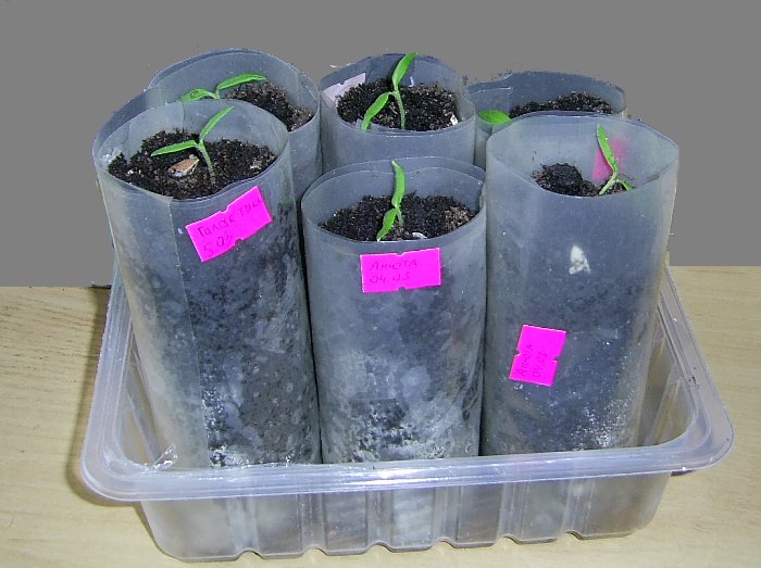 Рассада томатов в пеленках - сорт Анюта