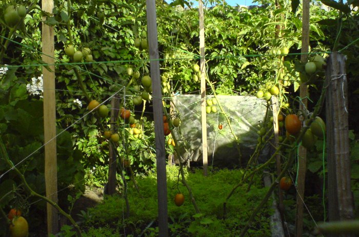 де барао в августе