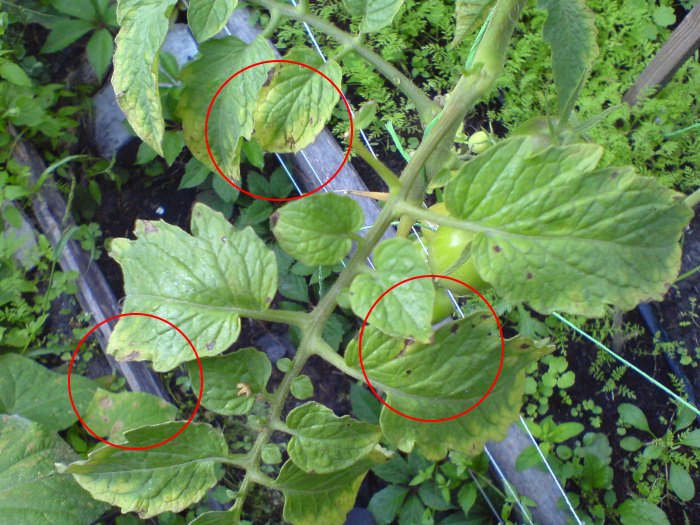 подозрение на альтернариоз 