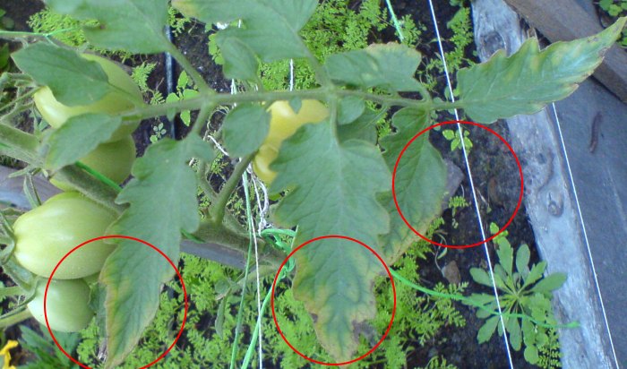 подозрение на альтернариоз 