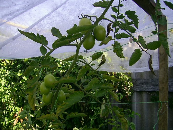 Томаты "Де Барао