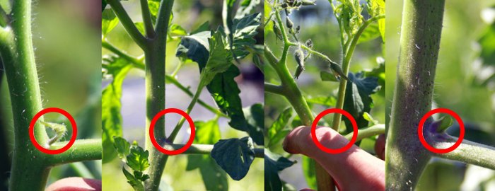 пасынкование томатов - этапы