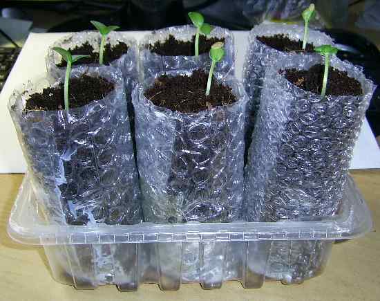 Майский F1 - растут в пеленке