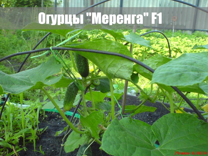 Меренга Ф1 - фотография со своего участка