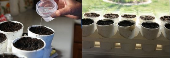 Рассада огурцов