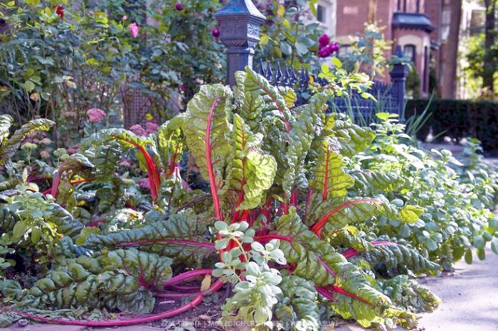 Мангольд, как элемент ландшафтного дизайна