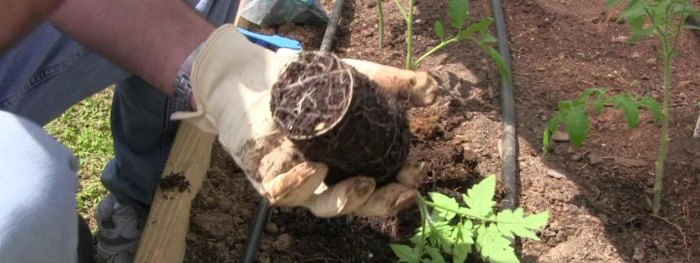 сажаем рассаду помидор в открытый грунт