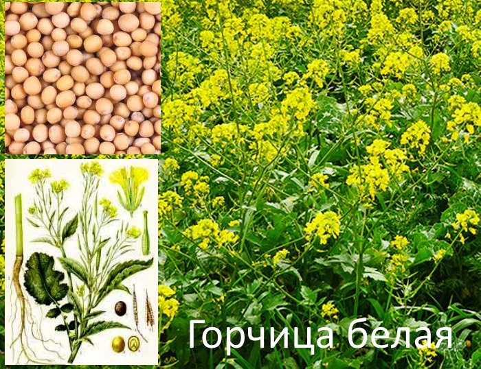 Горчица белая