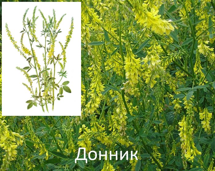 Донник