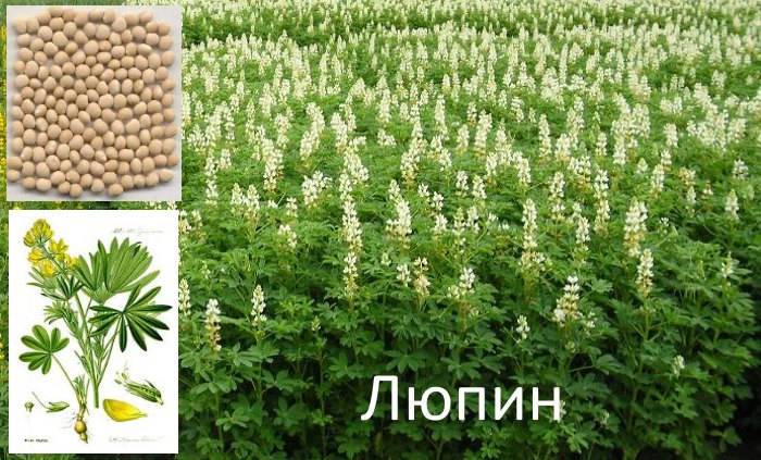 Люпин - растение сидерат