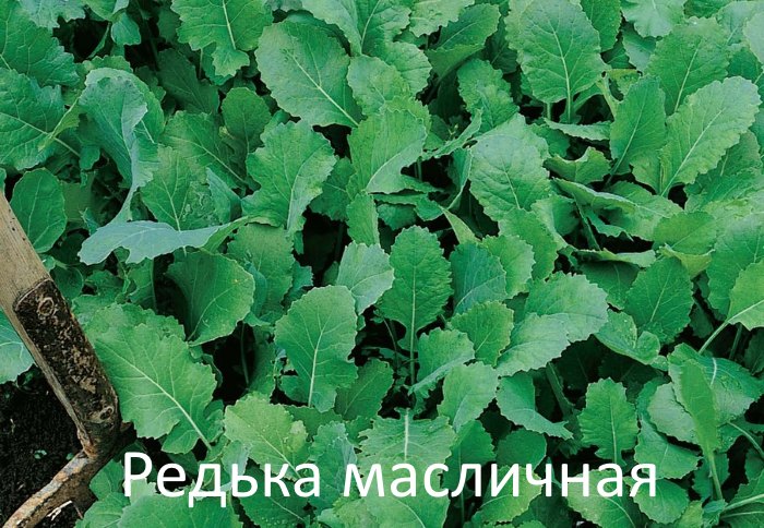 Редька масличная