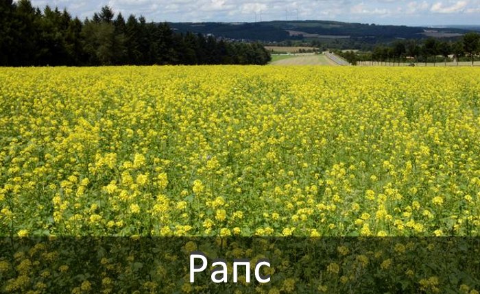 Рапс