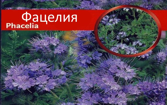 Фацелия