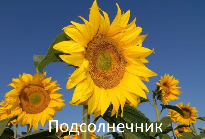 Подсолнечник