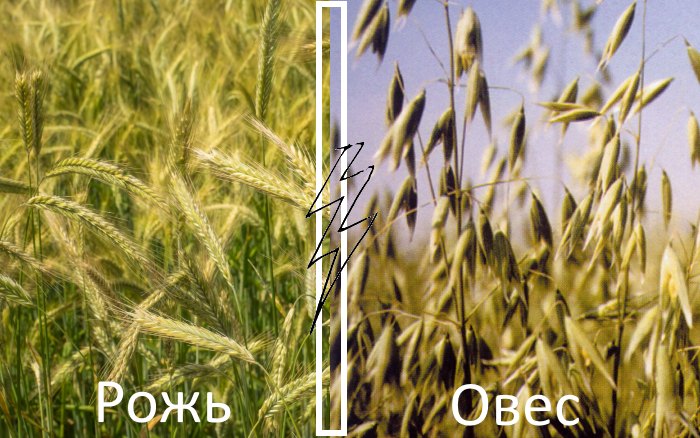 рожь и овес