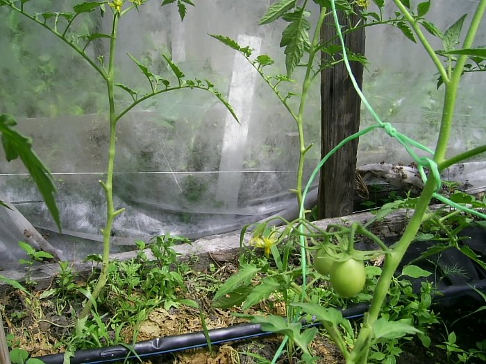 Де Барао в укрытии