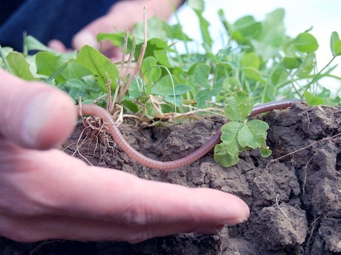 органическое земледелие