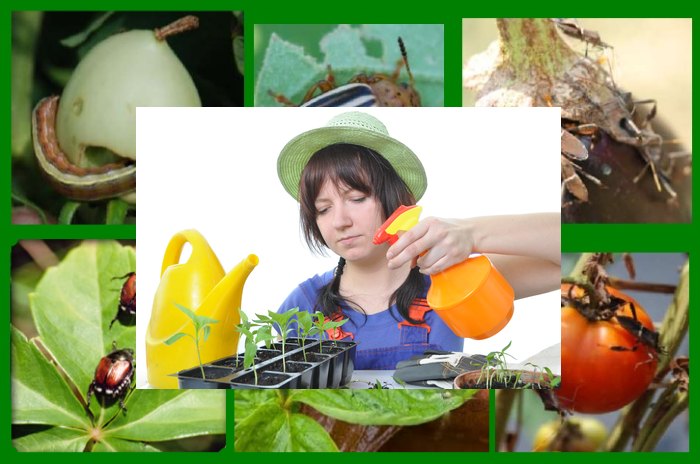 вредители огородных культур