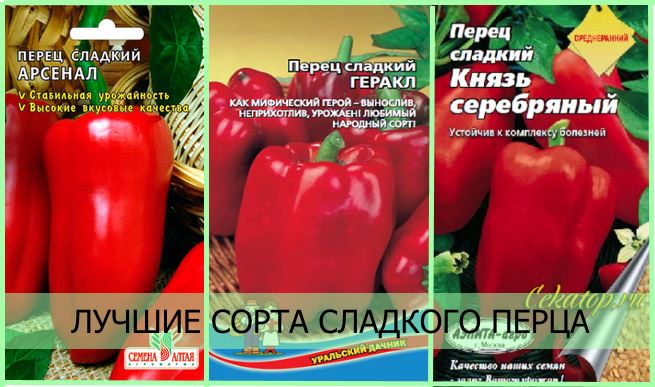 Лучшие сорта сладкого перца для средней полосы России