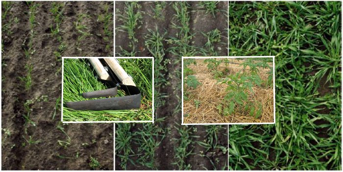 Почва - основа основ