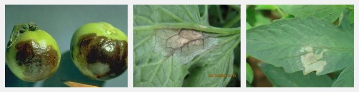 фитофтора на томатах