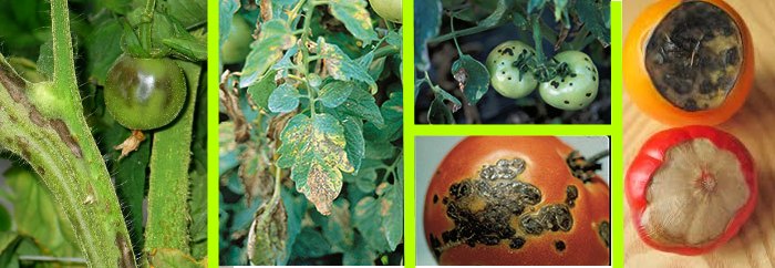 Болезни томатов