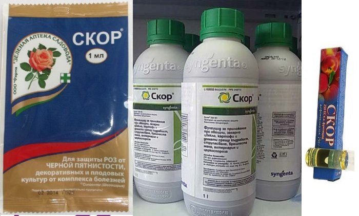 Скор против фитофторы