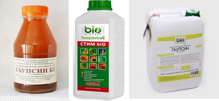 Гаупсин против фитофторы