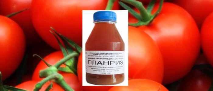 Планриз против фитофторы