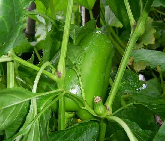 Сладкий перец - Магнит