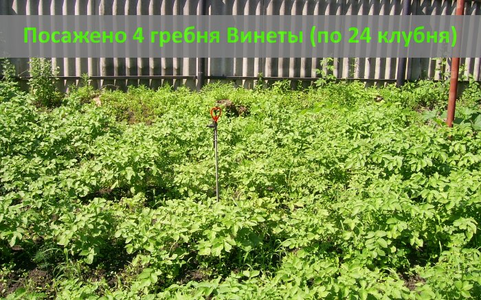 картофель Винета - четыре гребня