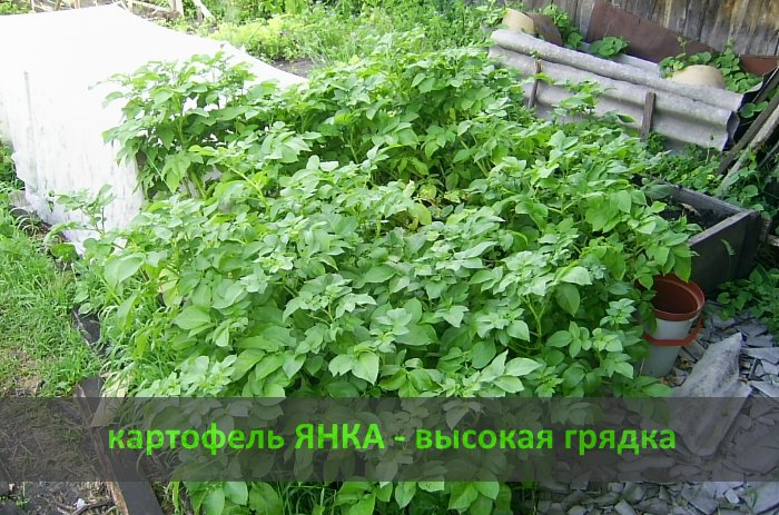 Картофель сорта 