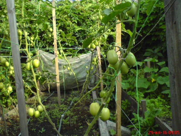 де Барао, пока зеленый