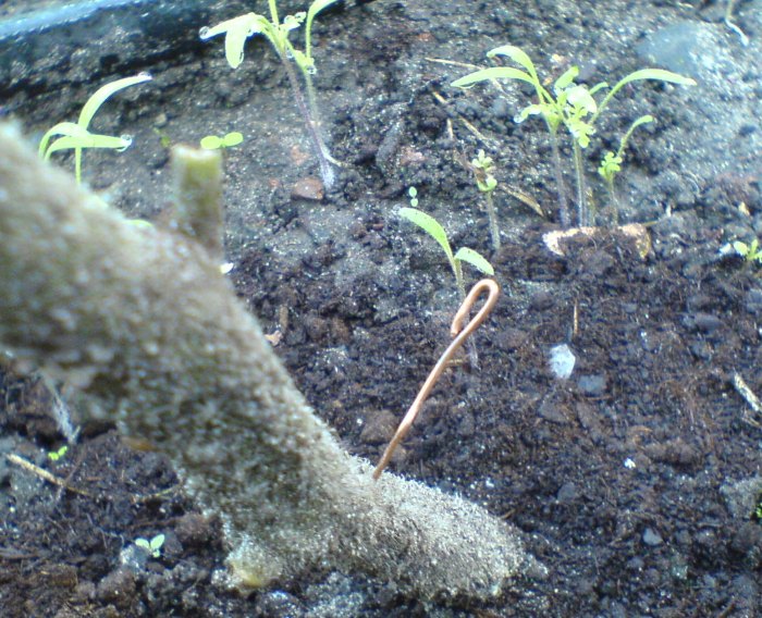 Медная проволока против фитофторы