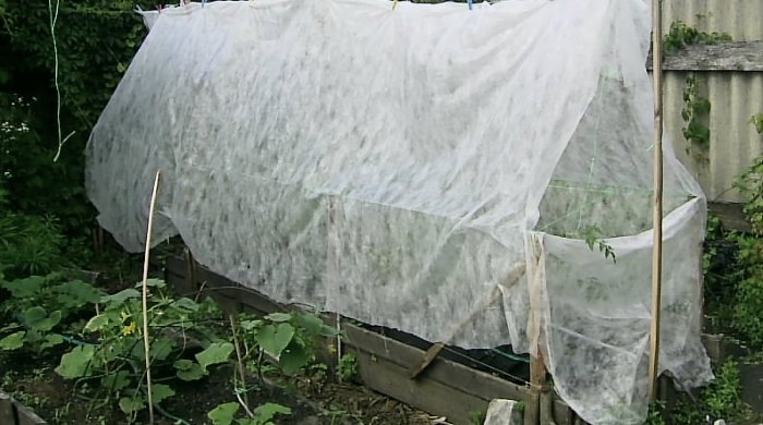 грядка с де Барао