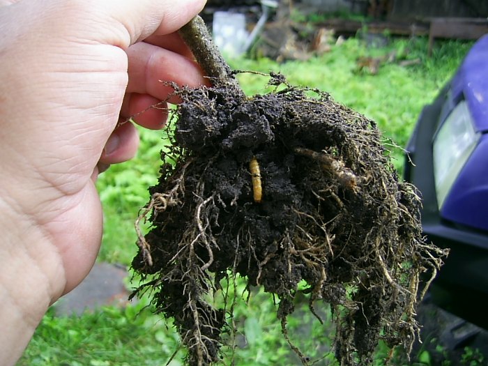 проволочник в корнях томата