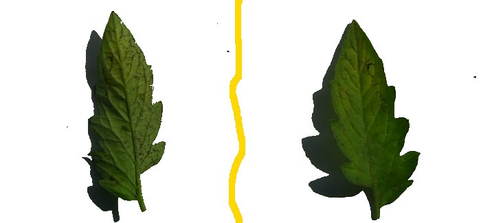 фитофтора на листьях томатов