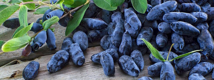 Ягоды жимолости