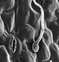 Борьба с фитофторой