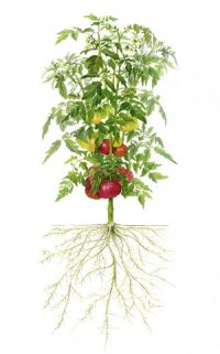 "Пеленка" для рассады