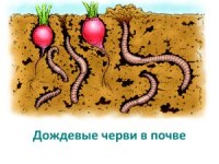 Принцип четвертый. Лучшие помощники &ndash; полезные микроорганизмы и черви