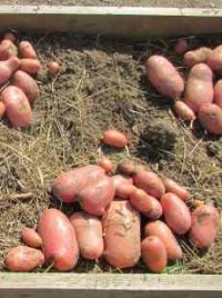 Уникальная технология посадки картофеля от Игоря Лядова