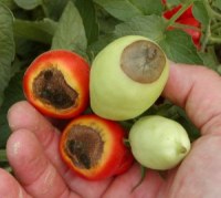 Принцип третий. Болезни и вредители