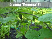 Огурцы Меренга и Герман. Сезон 2017