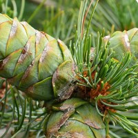 Кедр гималайский